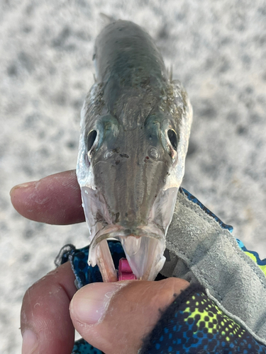 カマスの釣果