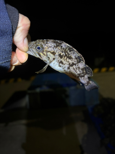 タケノコメバルの釣果