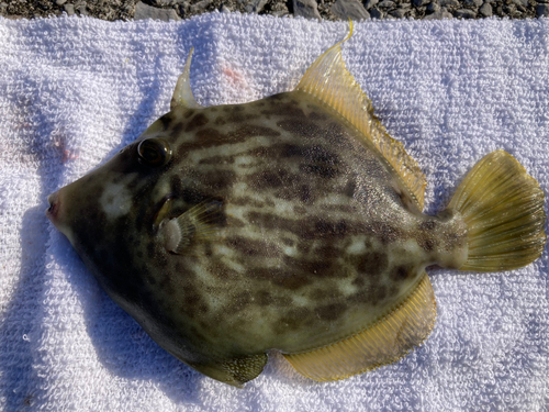 カワハギの釣果