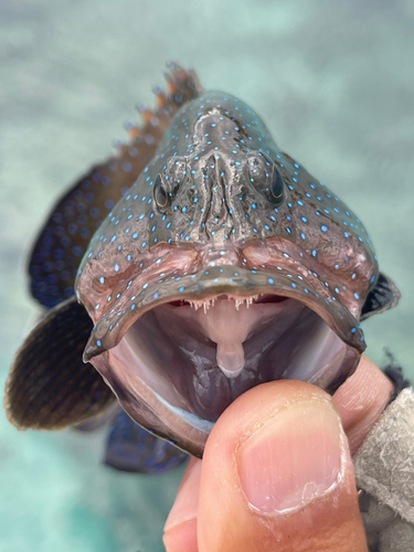 アオノメハタの釣果