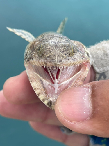 エソの釣果