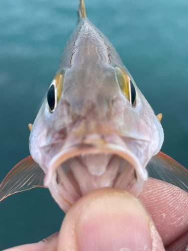 ヒメフエダイの釣果