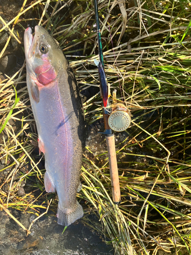 ニジマスの釣果