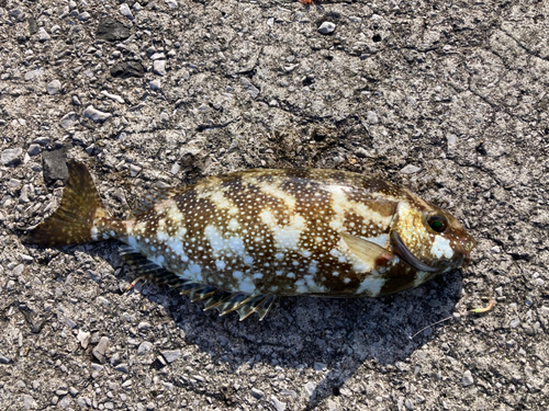 アイゴの釣果