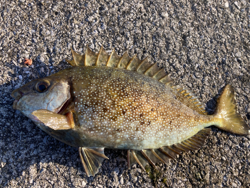 アイゴの釣果