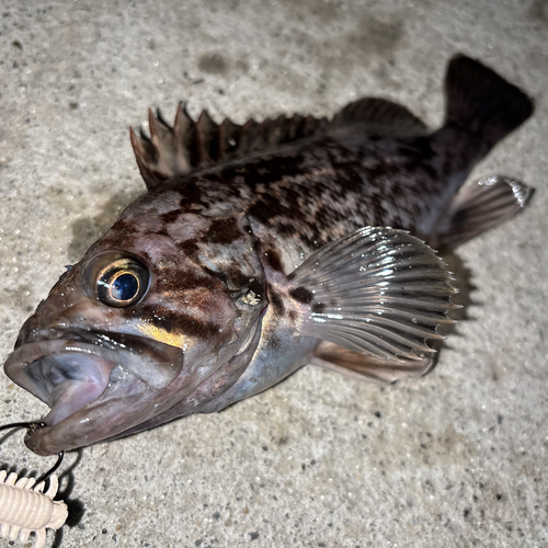 クロソイの釣果