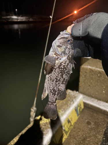 クロソイの釣果