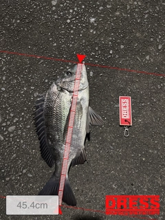 クロダイの釣果