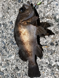 クロメバルの釣果