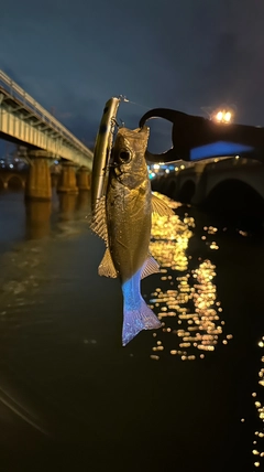 セイゴ（マルスズキ）の釣果