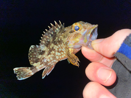 カサゴの釣果