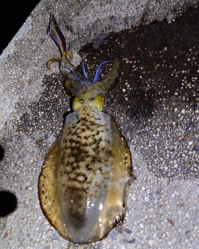 アオリイカの釣果