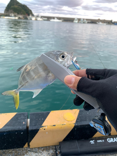 メッキの釣果