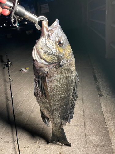 チヌの釣果