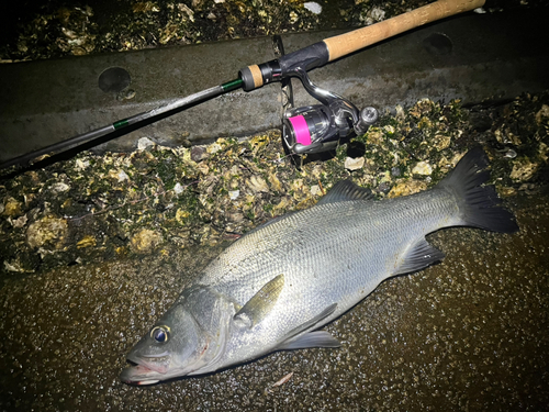 ヒラスズキの釣果