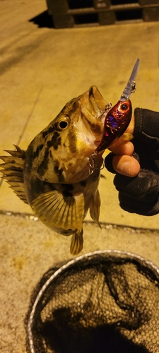 タケノコメバルの釣果