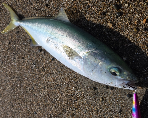 イナダの釣果