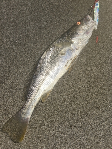 ニベの釣果