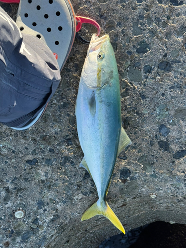 イナダの釣果