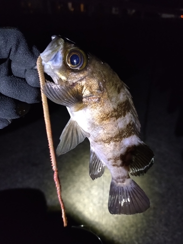 メバルの釣果