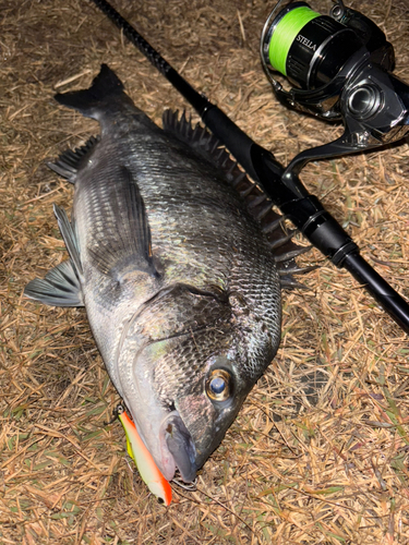 クロダイの釣果