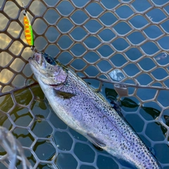 ニジマスの釣果