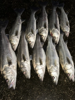 シーバスの釣果