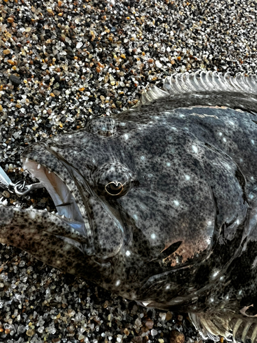 ヒラメの釣果