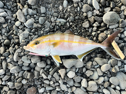 ショゴの釣果