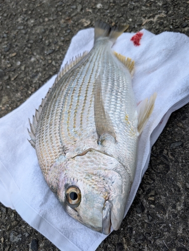 ヒョウタイの釣果