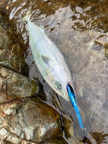 ブリの釣果