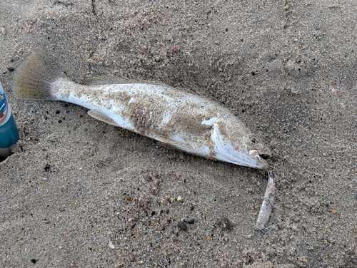 イシモチの釣果