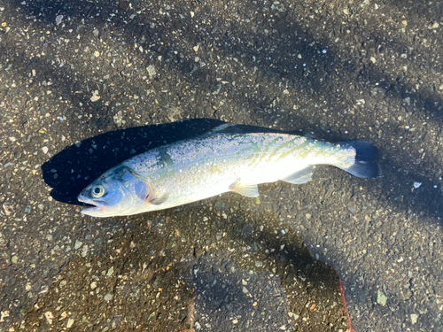 サクラマスの釣果