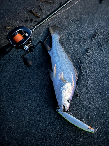 ニベの釣果