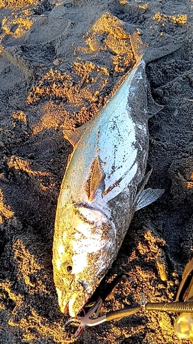 ブリの釣果