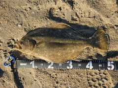 ヒラメの釣果