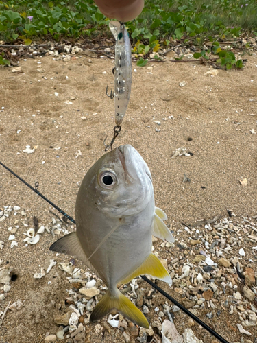 メッキの釣果