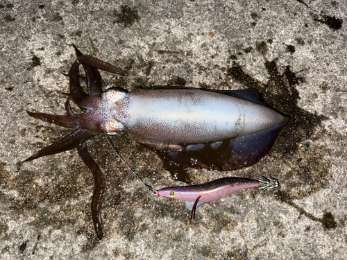 シルイチャーの釣果