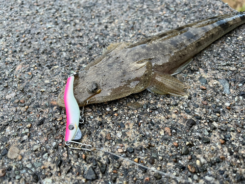 マゴチの釣果