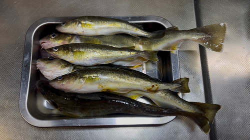 コマイの釣果