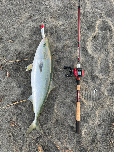 ブリの釣果