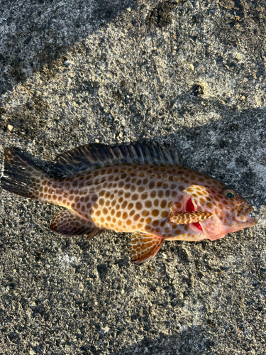 オオモンハタの釣果