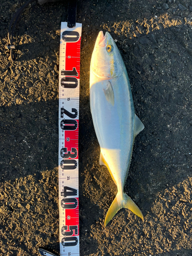 イナダの釣果