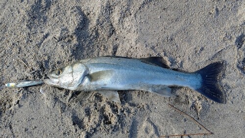 フッコ（マルスズキ）の釣果