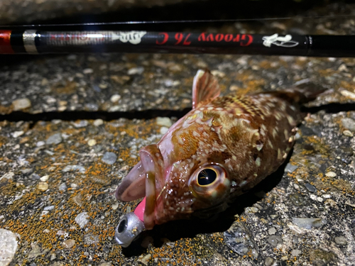 カサゴの釣果