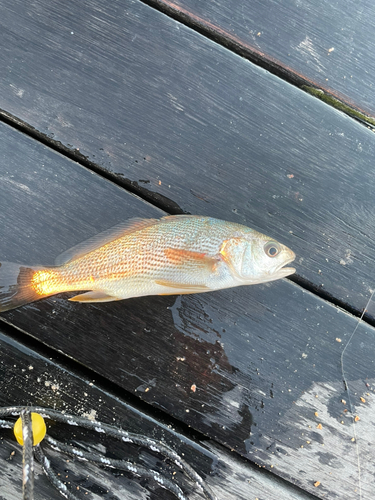 イシモチの釣果