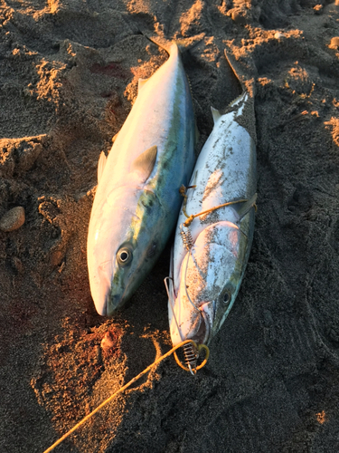 ブリの釣果