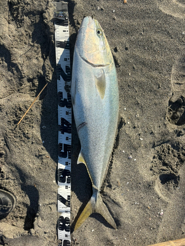 ブリの釣果