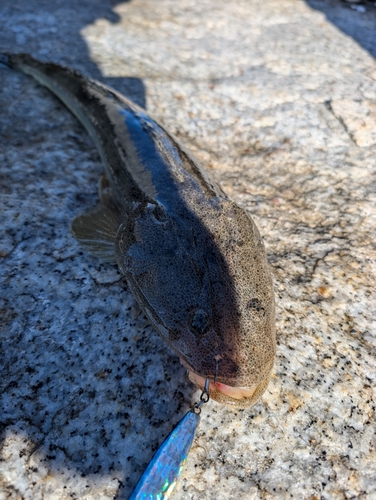 マゴチの釣果