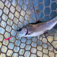 ニジマスの釣果